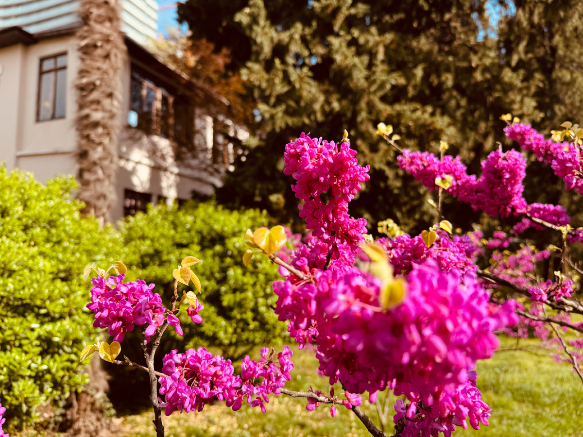 Приморский  парк, г. Сочи