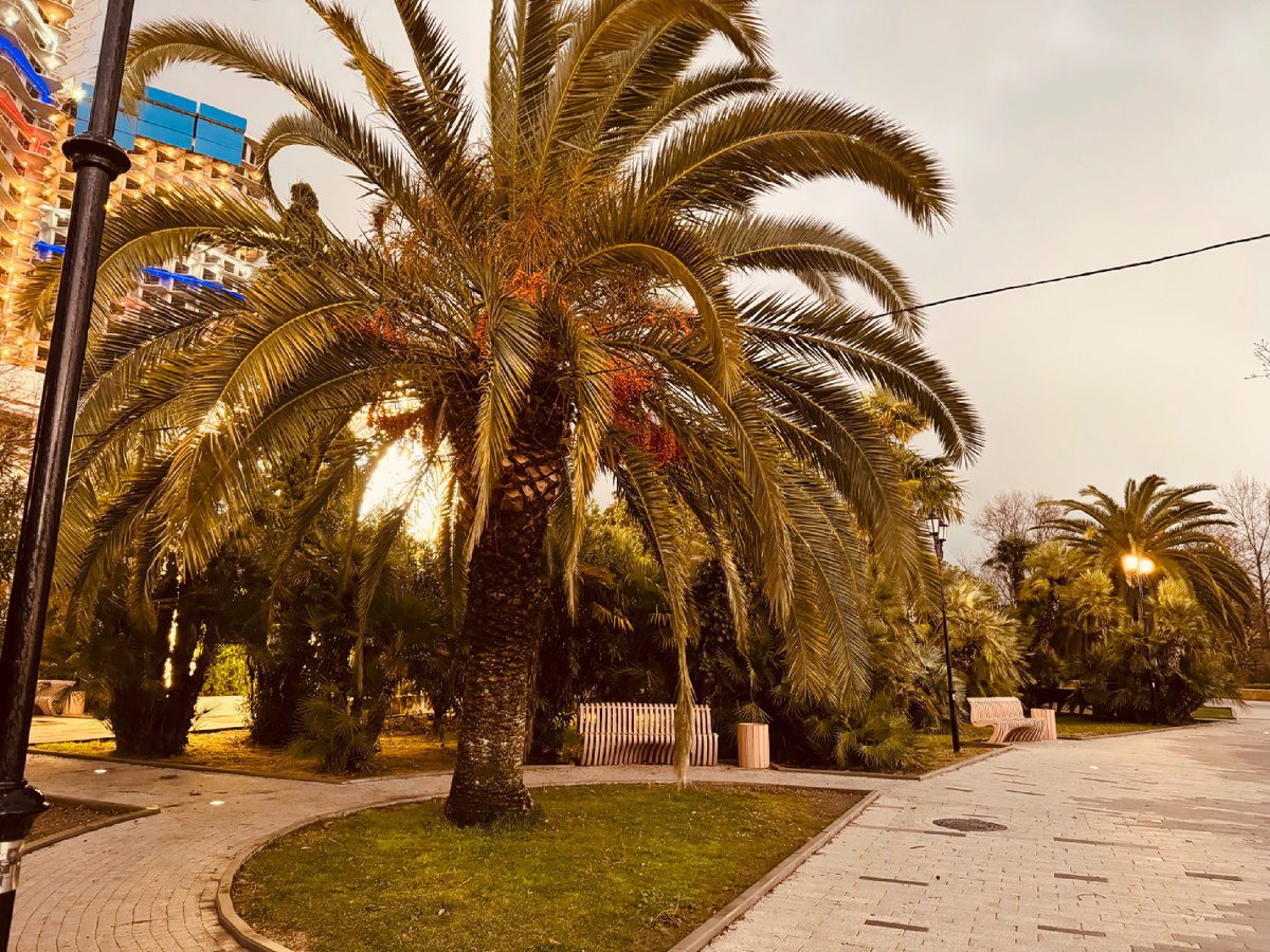 Приморский парк г. Сочи Приморский парк г. Сочи