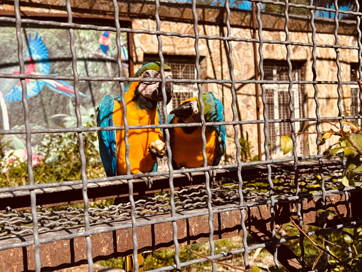 Парк львов «Тайган», Крым, г. Белогорск