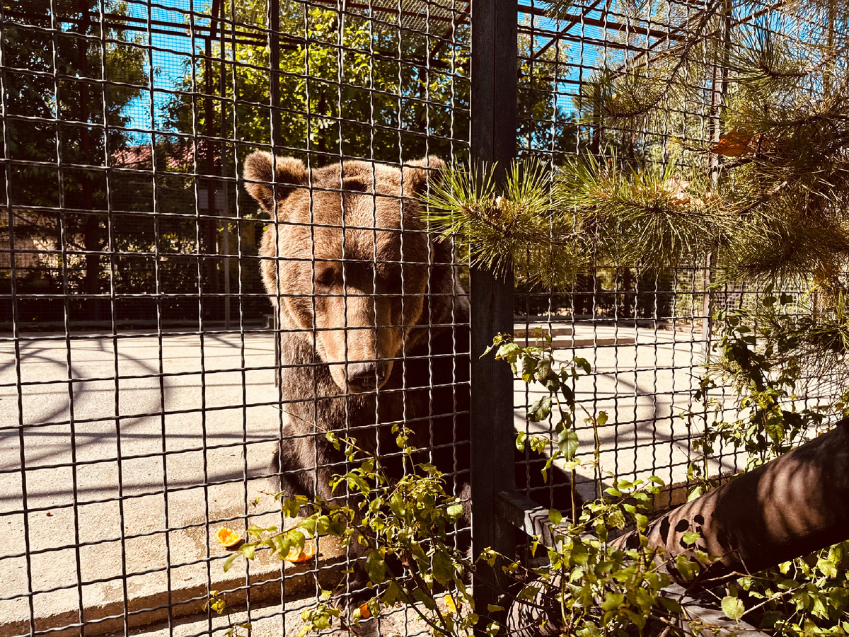 Самый старший член семьи парка, медвежонку 40 лет!,  Парк львов «Тайган», Крым, г. Белогорск