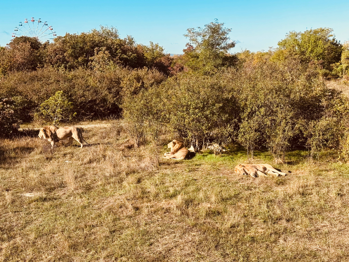 Сафари, Парк львов «Тайган», Крым, г. Белогорск