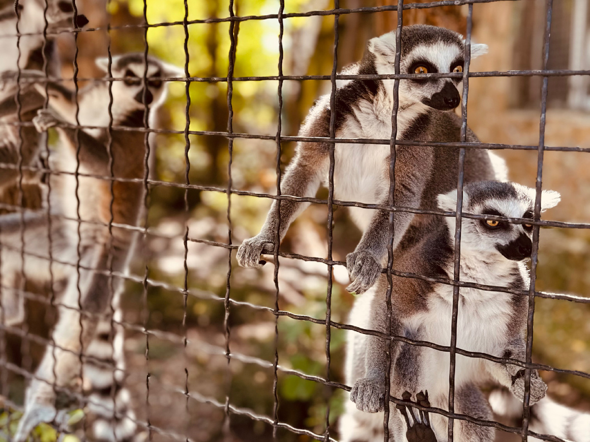 Парк львов «Тайган», Крым, г. Белогорск
