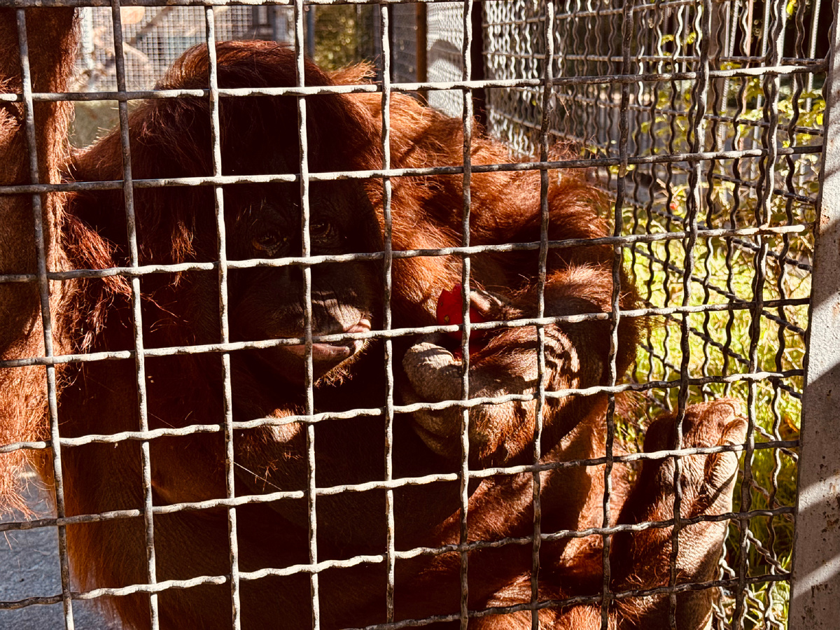 Парк львов «Тайган», Крым, г. Белогорск