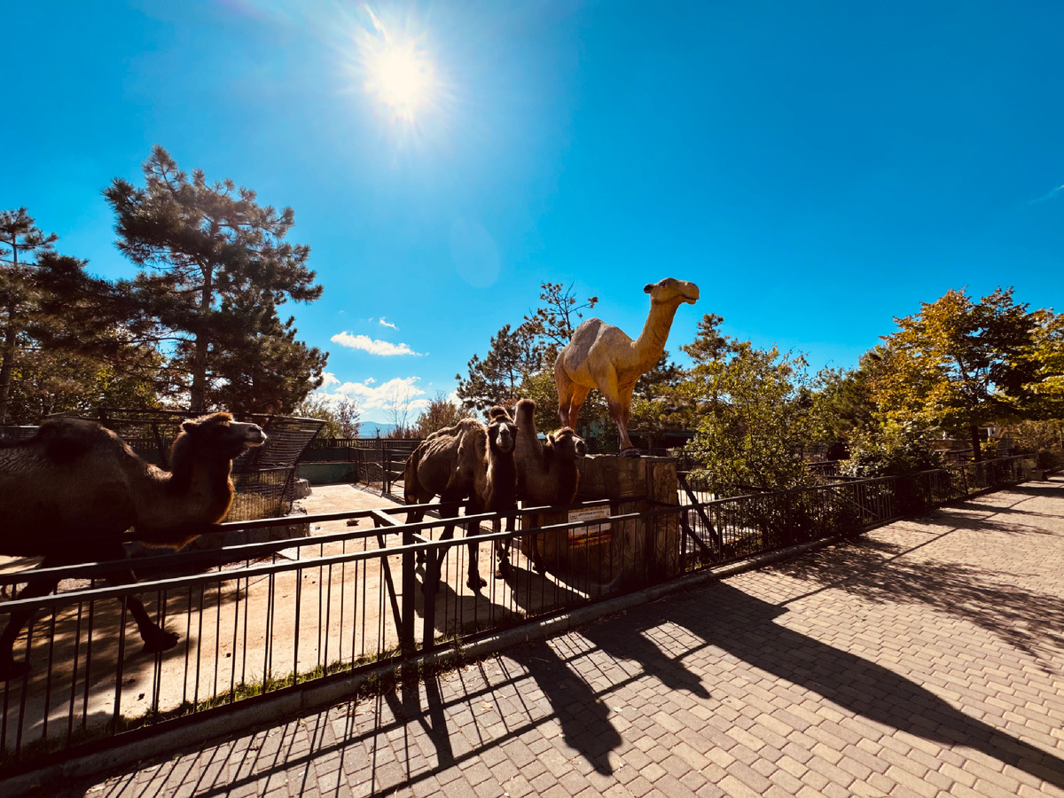 Зоопарк, Парк львов «Тайган», Крым, г. Белогорск