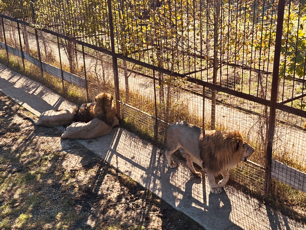 Сафари, Парк львов «Тайган», Крым, г. Белогорск