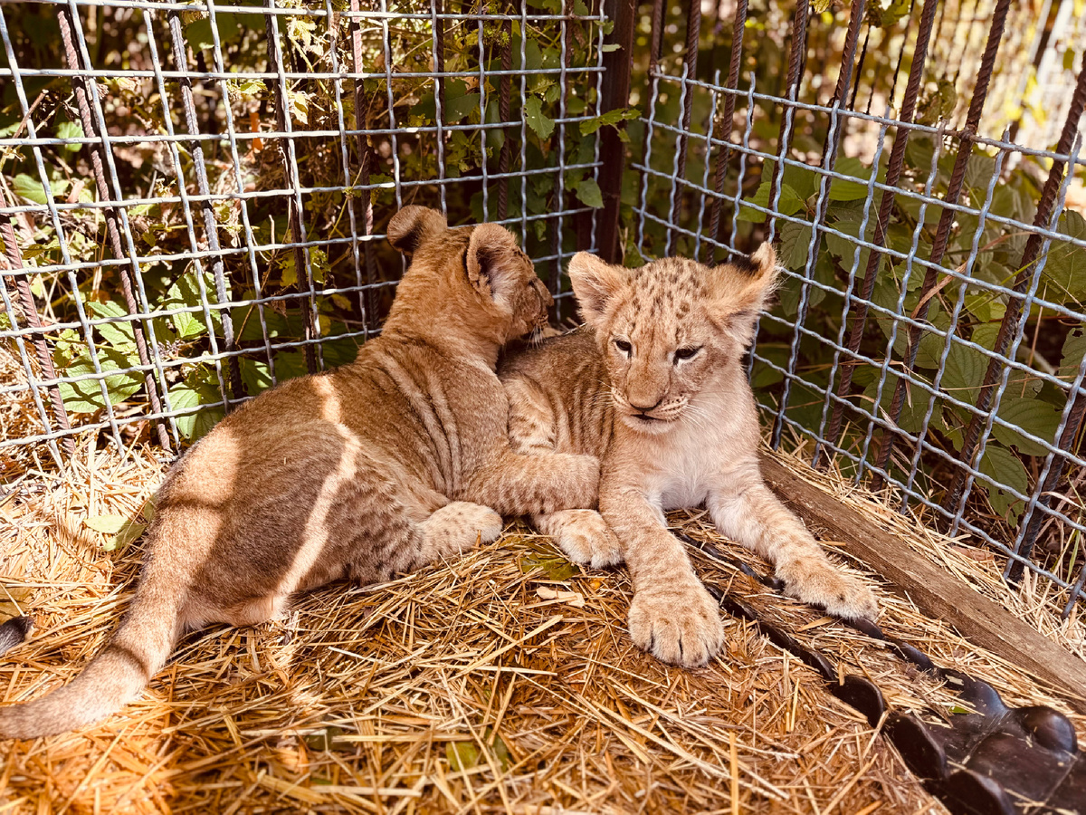 Львята, Парк львов «Тайган», Крым, г. Белогорск