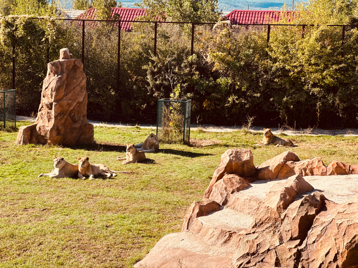 Парк львов «Тайган», Крым, г. Белогорск