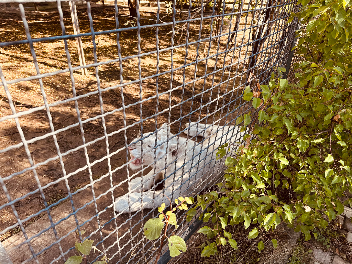 Парк львов «Тайган», Крым, г. Белогорск