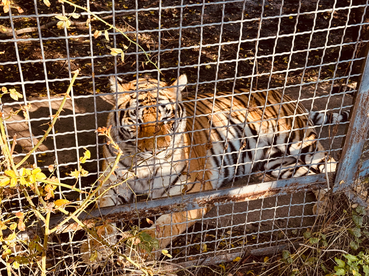 Зоопарк, Парк львов «Тайган», Крым, г. Белогорск