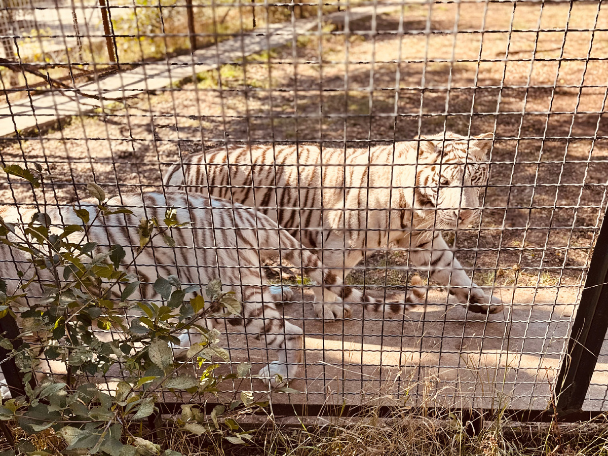 Зоопарк, Парк львов «Тайган», Крым, г. Белогорск