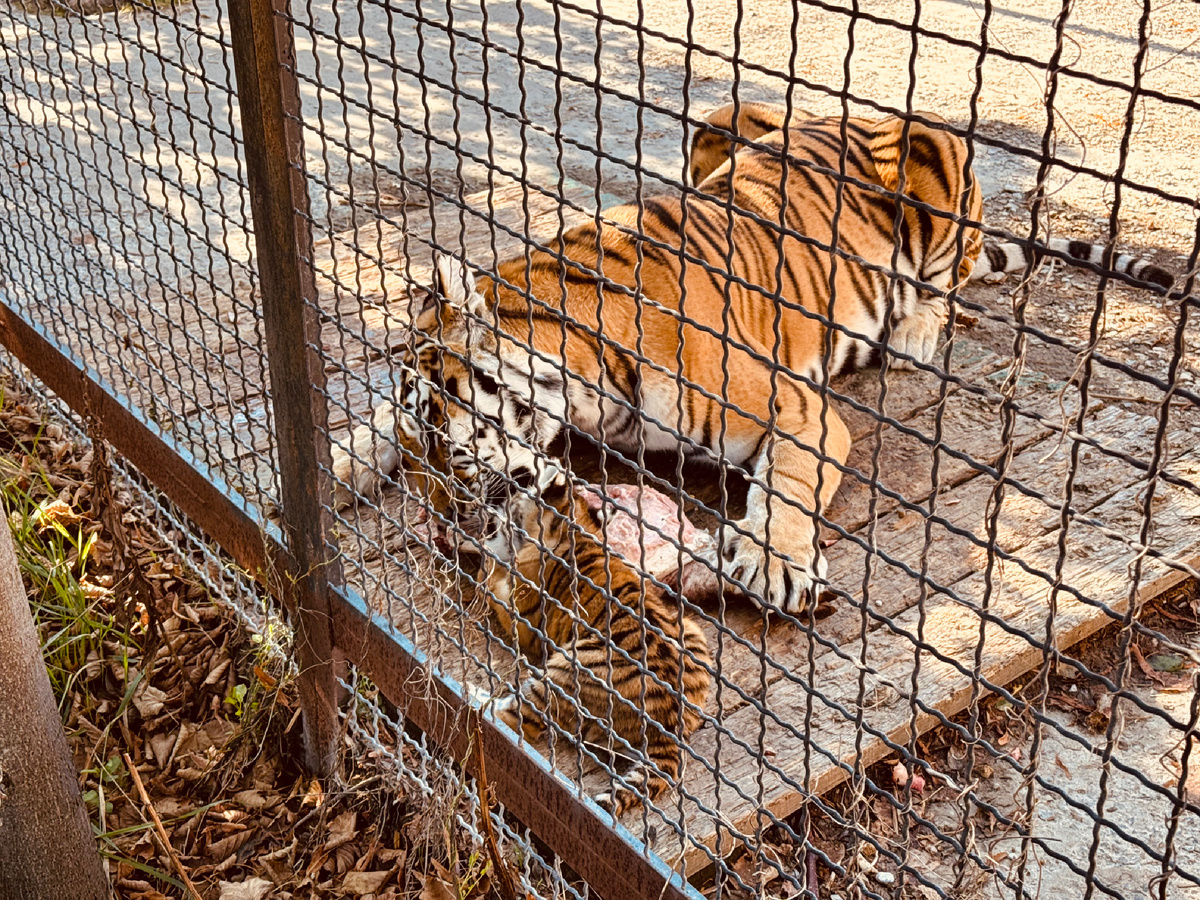 Зоопарк, Парк львов «Тайган», Крым, г. Белогорск
