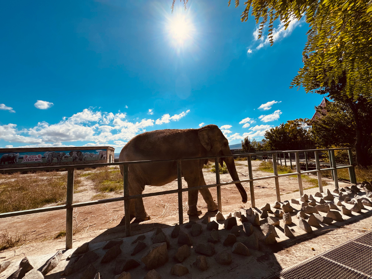 Парк львов «Тайган», Крым, г. Белогорск