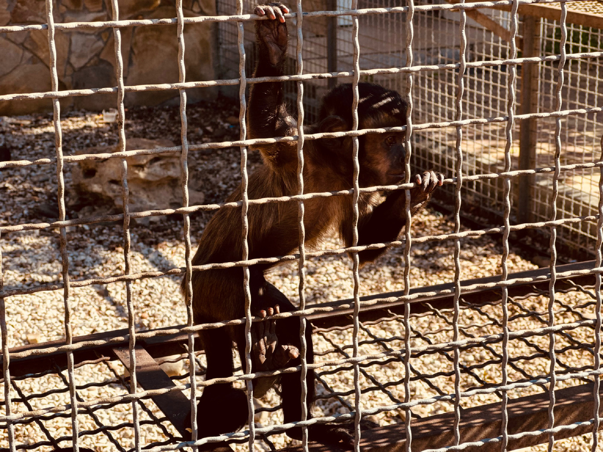 Парк львов «Тайган», Крым, г. Белогорск