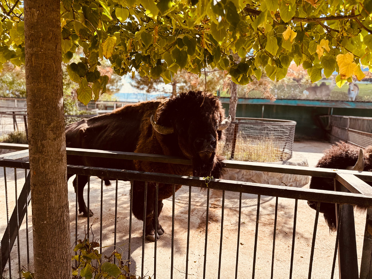 Зоопарк, Парк львов «Тайган», Крым, г. Белогорск