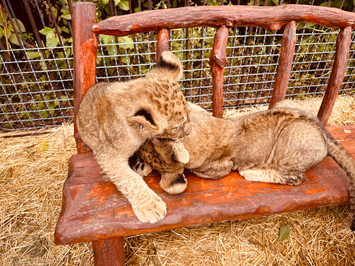 Львята, Парк львов «Тайган», Крым, г. Белогорск