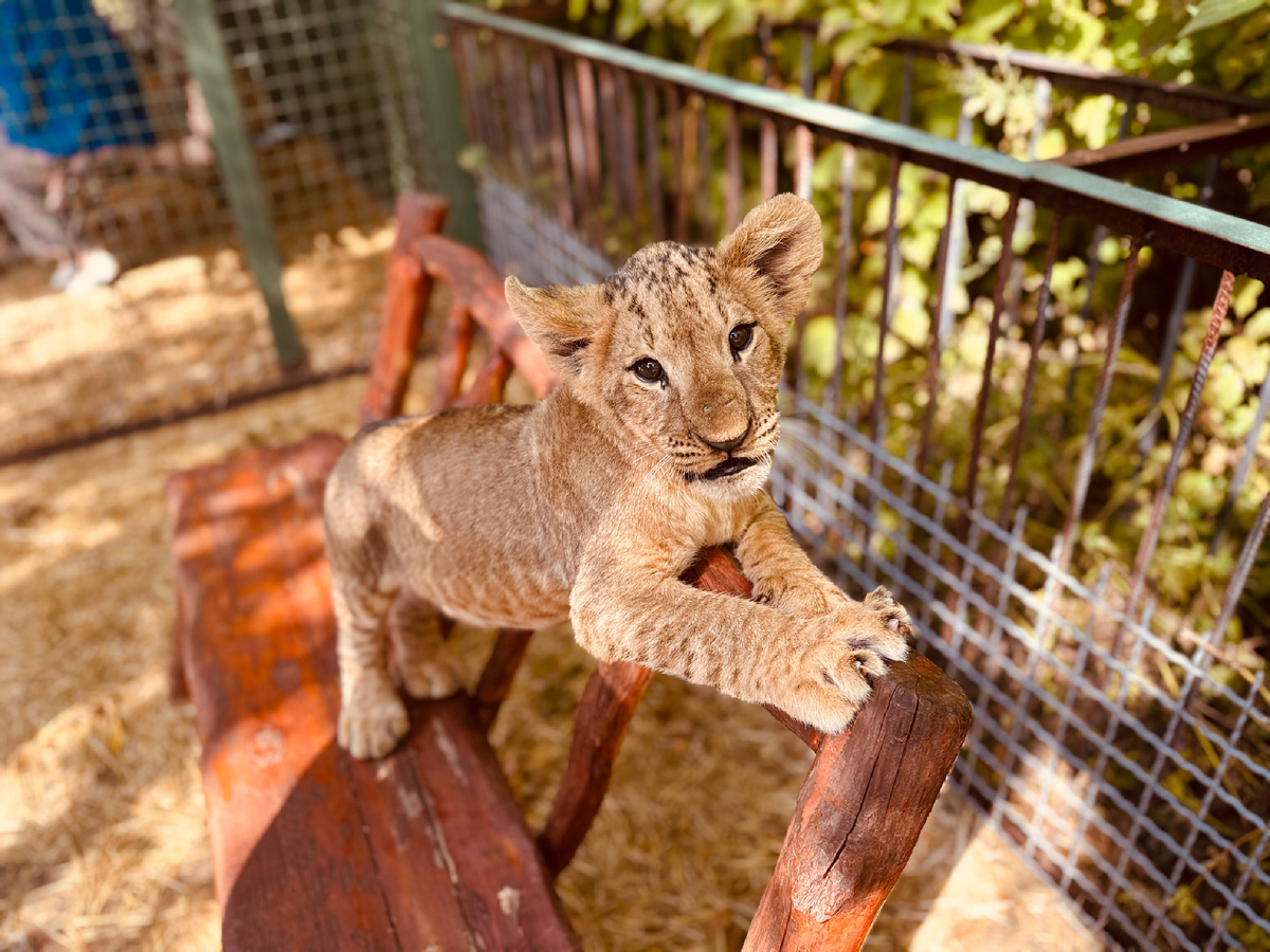 Парк львов «Тайган», Крым, г. Белогорск