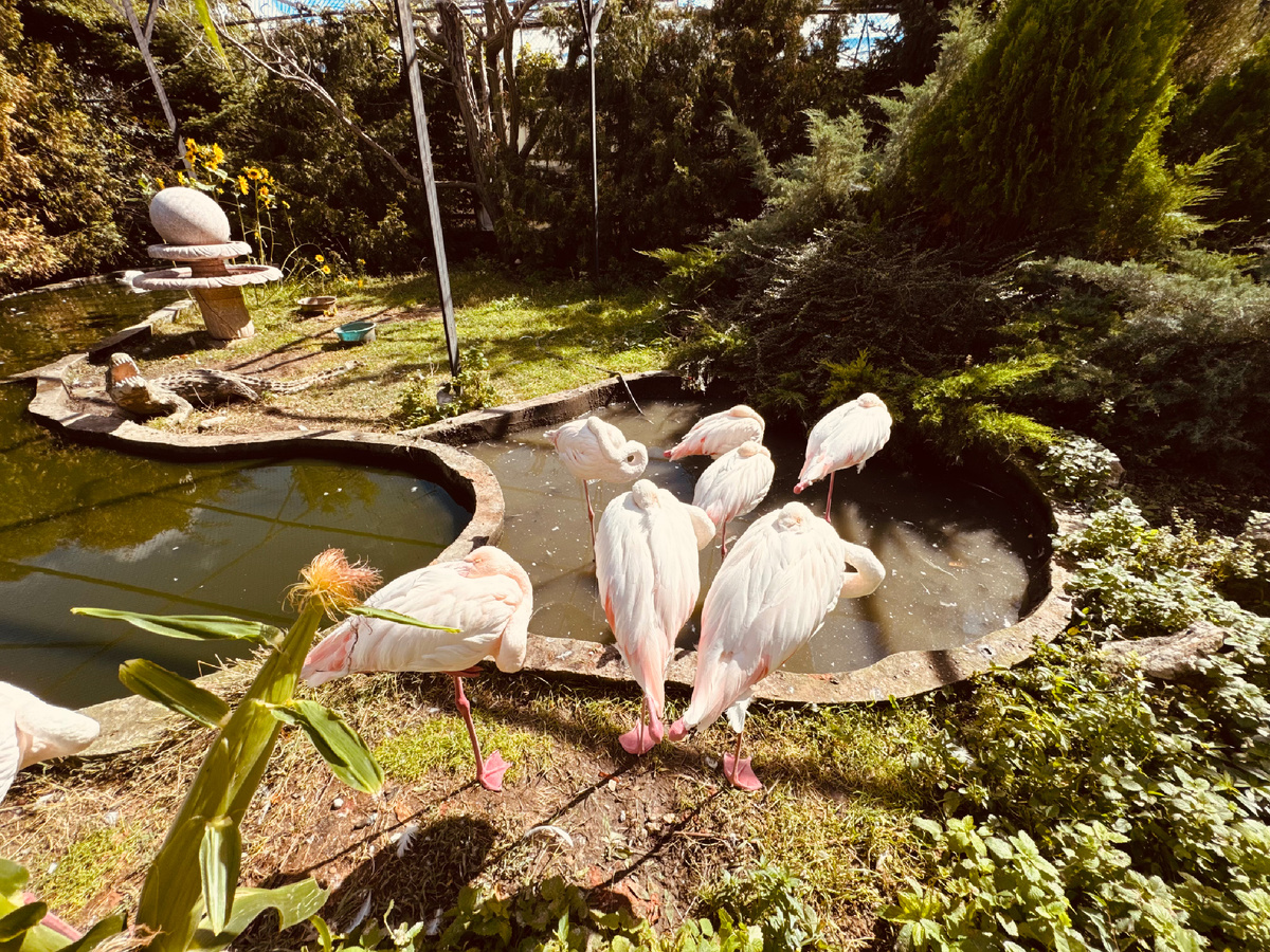 Парк львов «Тайган», Крым, г. Белогорск