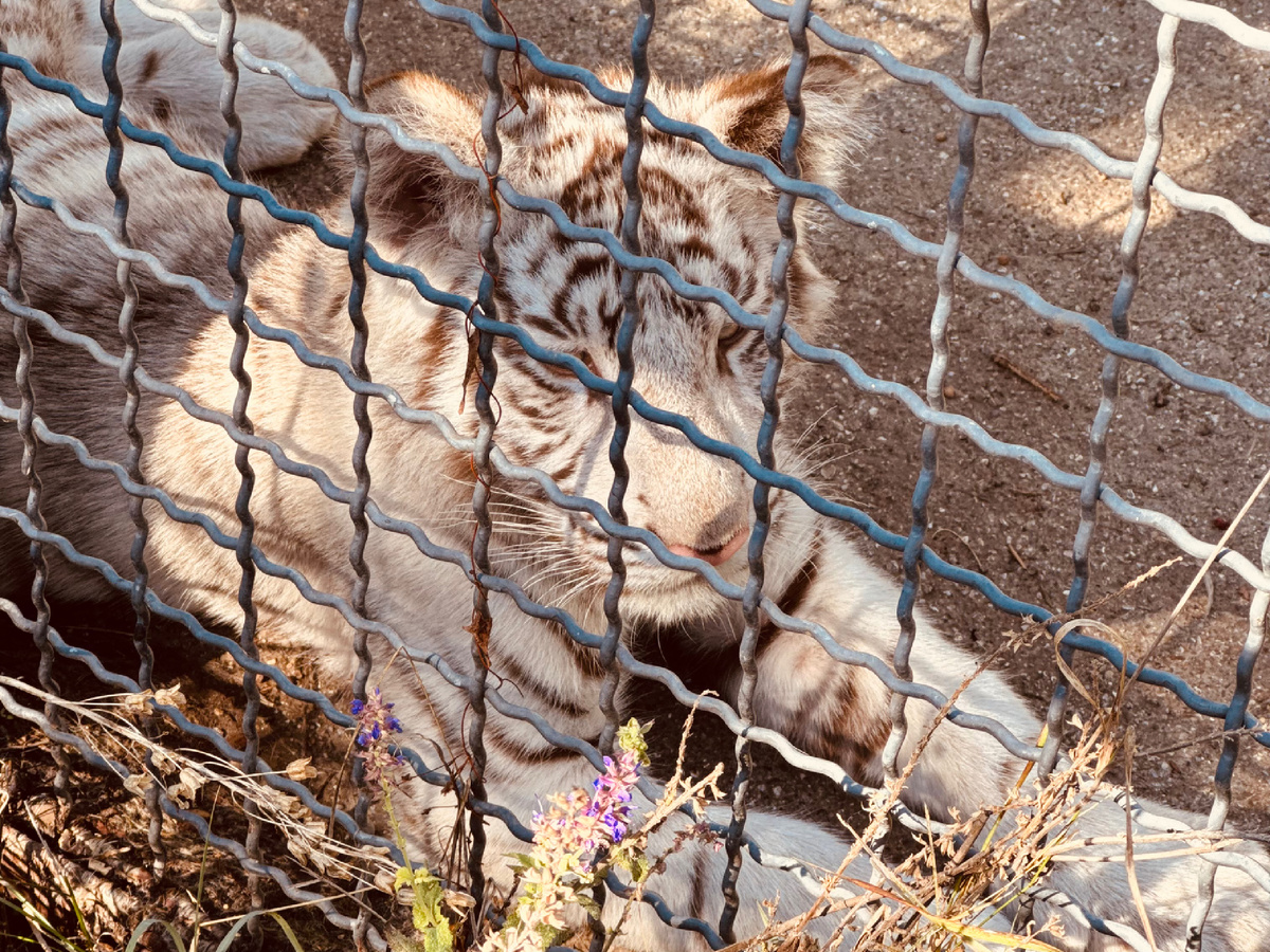 Парк львов «Тайган», Крым, г. Белогорск