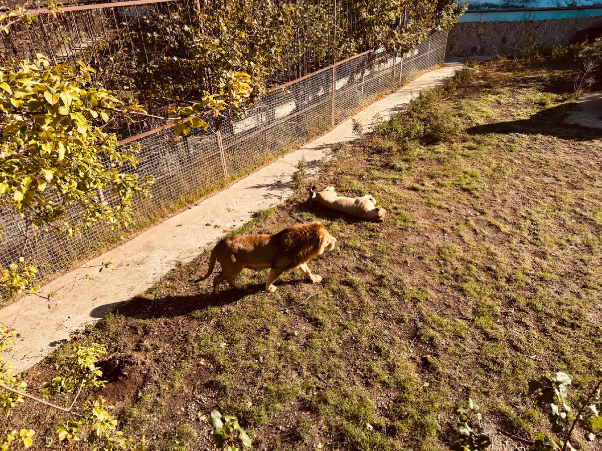 Парк львов «Тайган», Крым, г. Белогорск