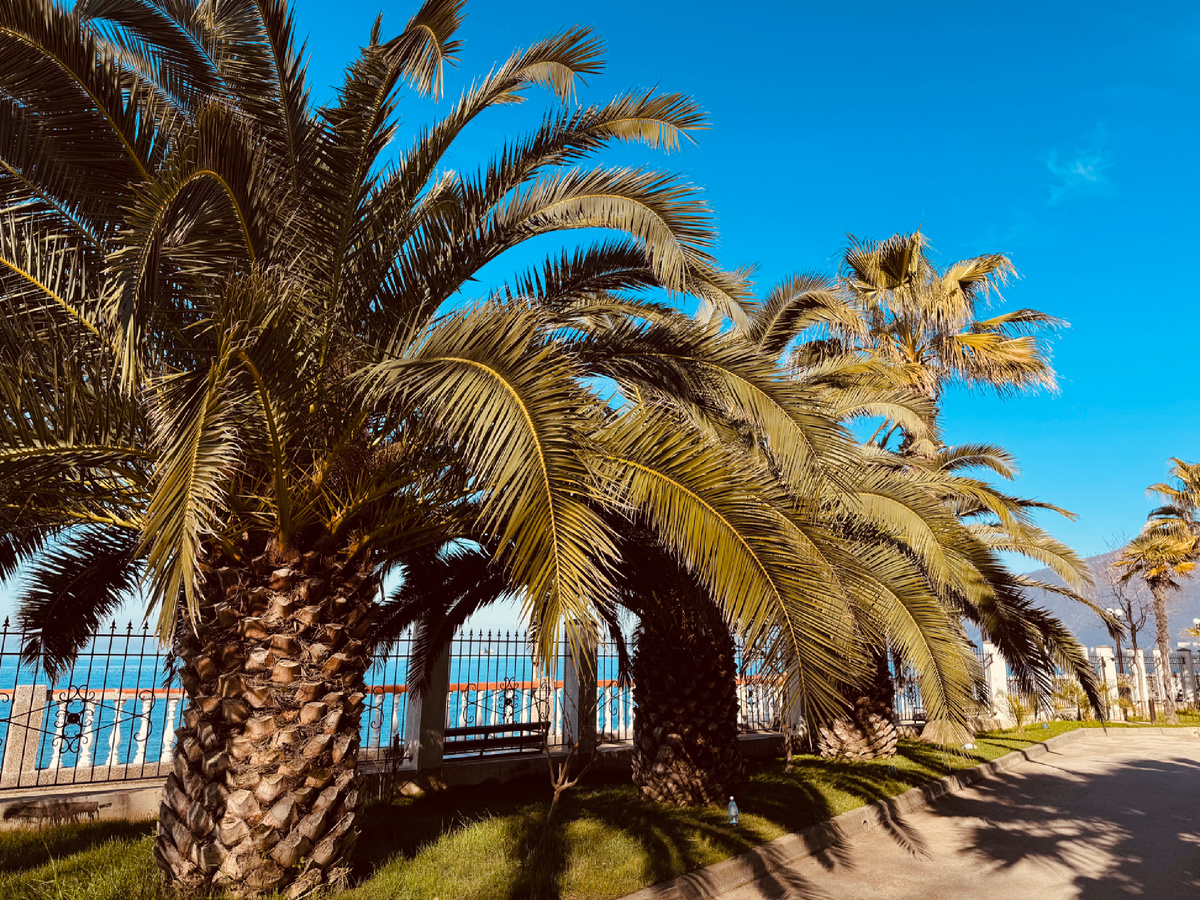 Территория отеля Alex Resort & Spa Hotel, г. Гарга, Абхазия Территория отеля Alex Resort & Spa Hotel, г. Гарга, Абхазия